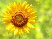 pic for Yellow Sunflower 